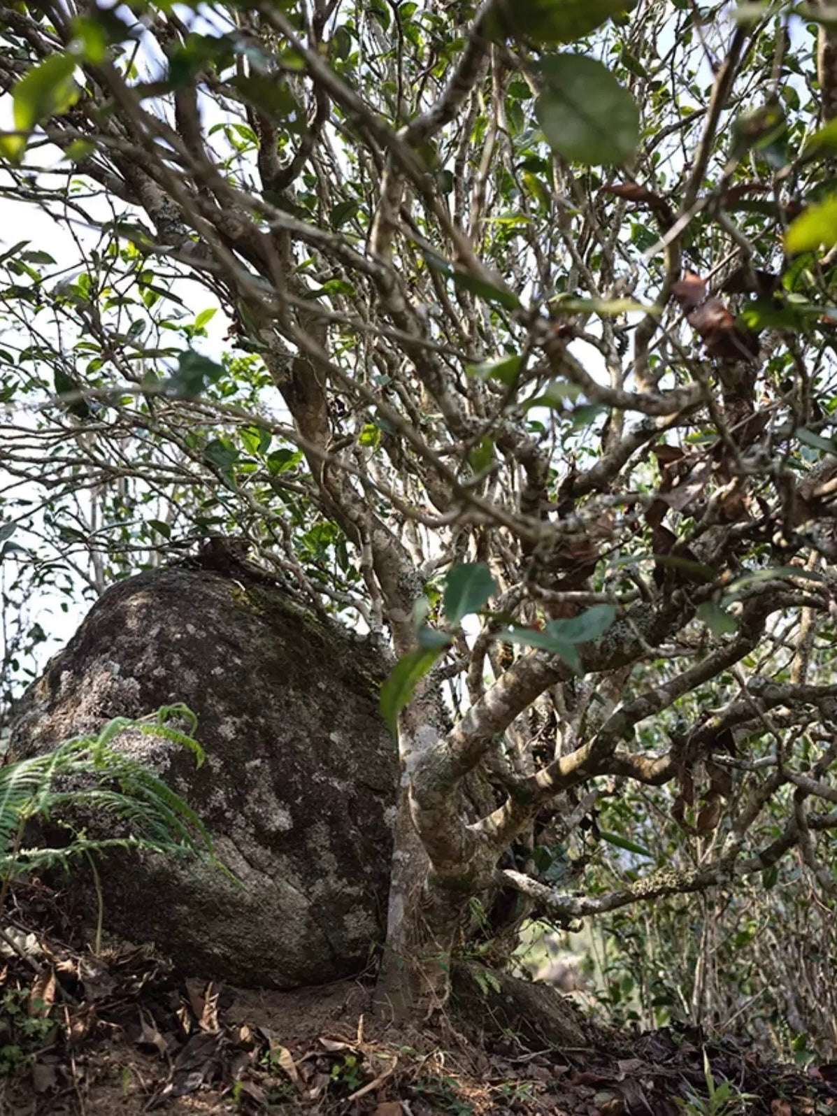 2024 Oripuerlab Taidou 'Eminent Teacher’ Raw Pu Erh Theeblok 50g