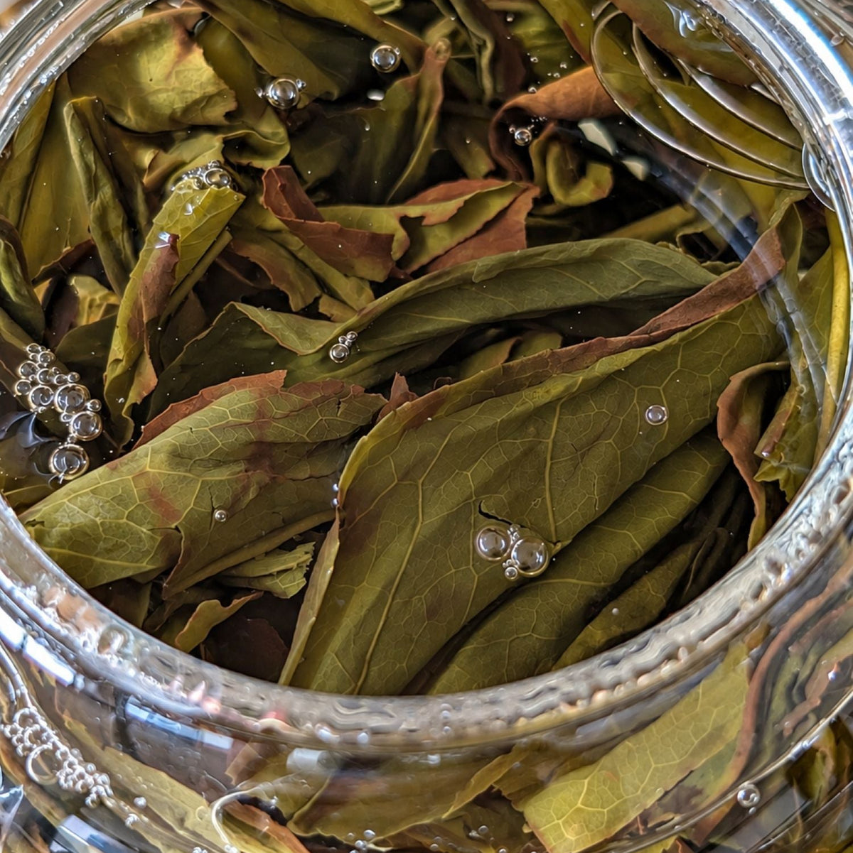 Huang Zhi Xiang (Yellow Gardenia) Dan Cong Oolong Tea