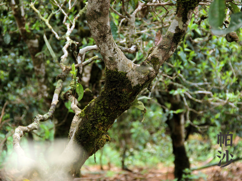 2022 Haiwan Pa Sha Old Tree Raaka Pu Erh Tee Kakku