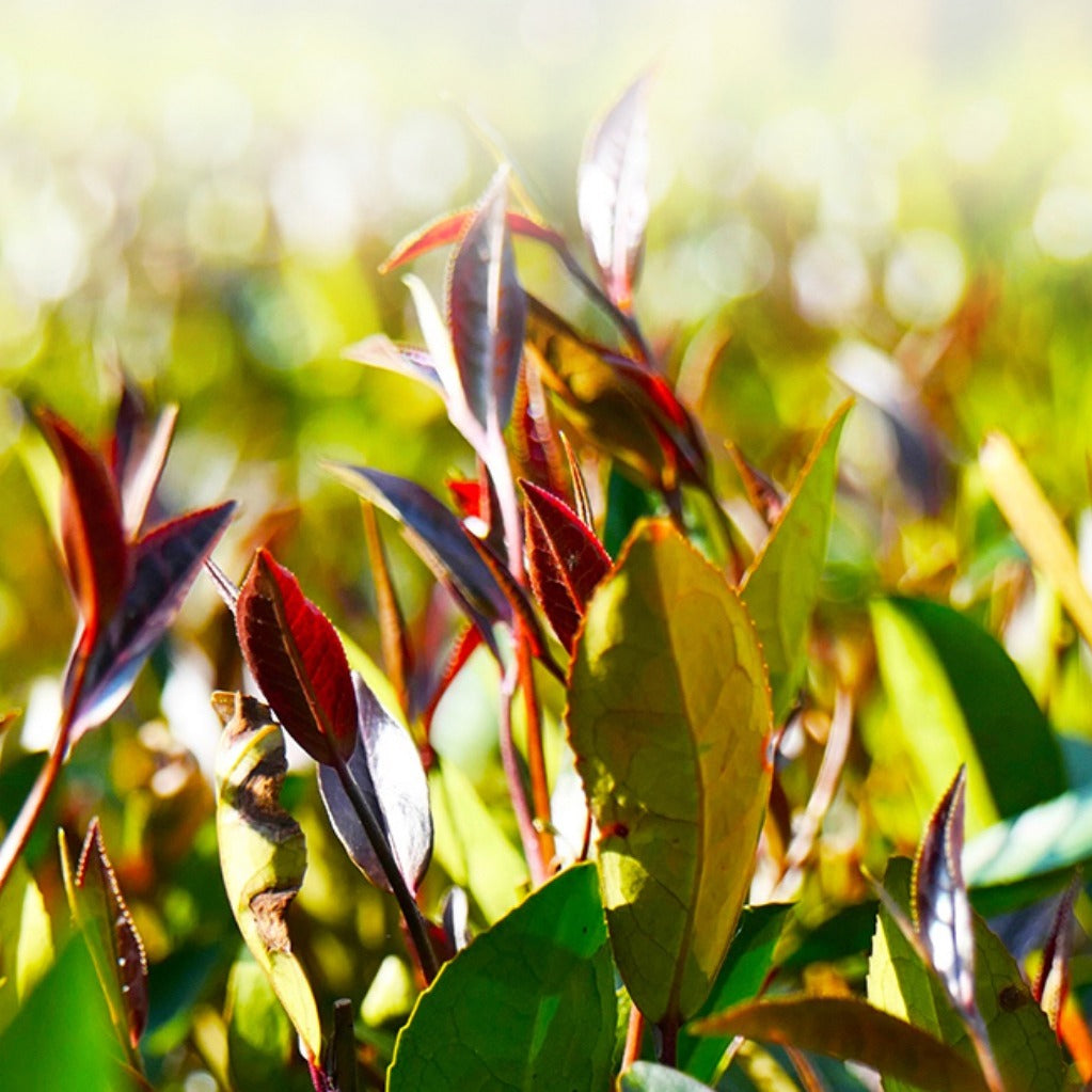 zi juan tea cultivar