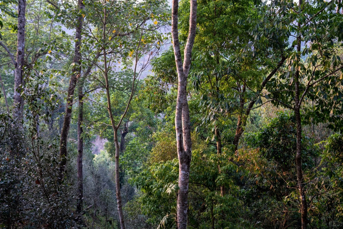 yibang small leaf varietal