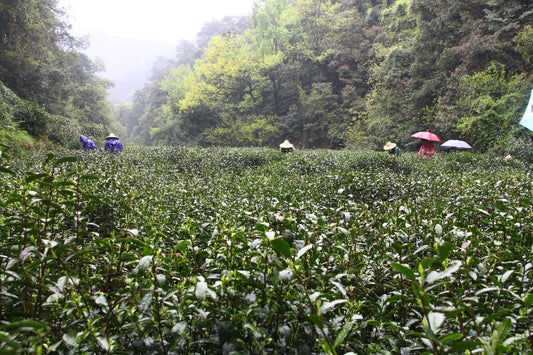 Dragon Well (Longjing) Tea Cultivars: Qunti vs #43 vs Wu Niu Zao