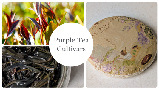 What Is Purple Tea & What Types/Cultivars Exist?