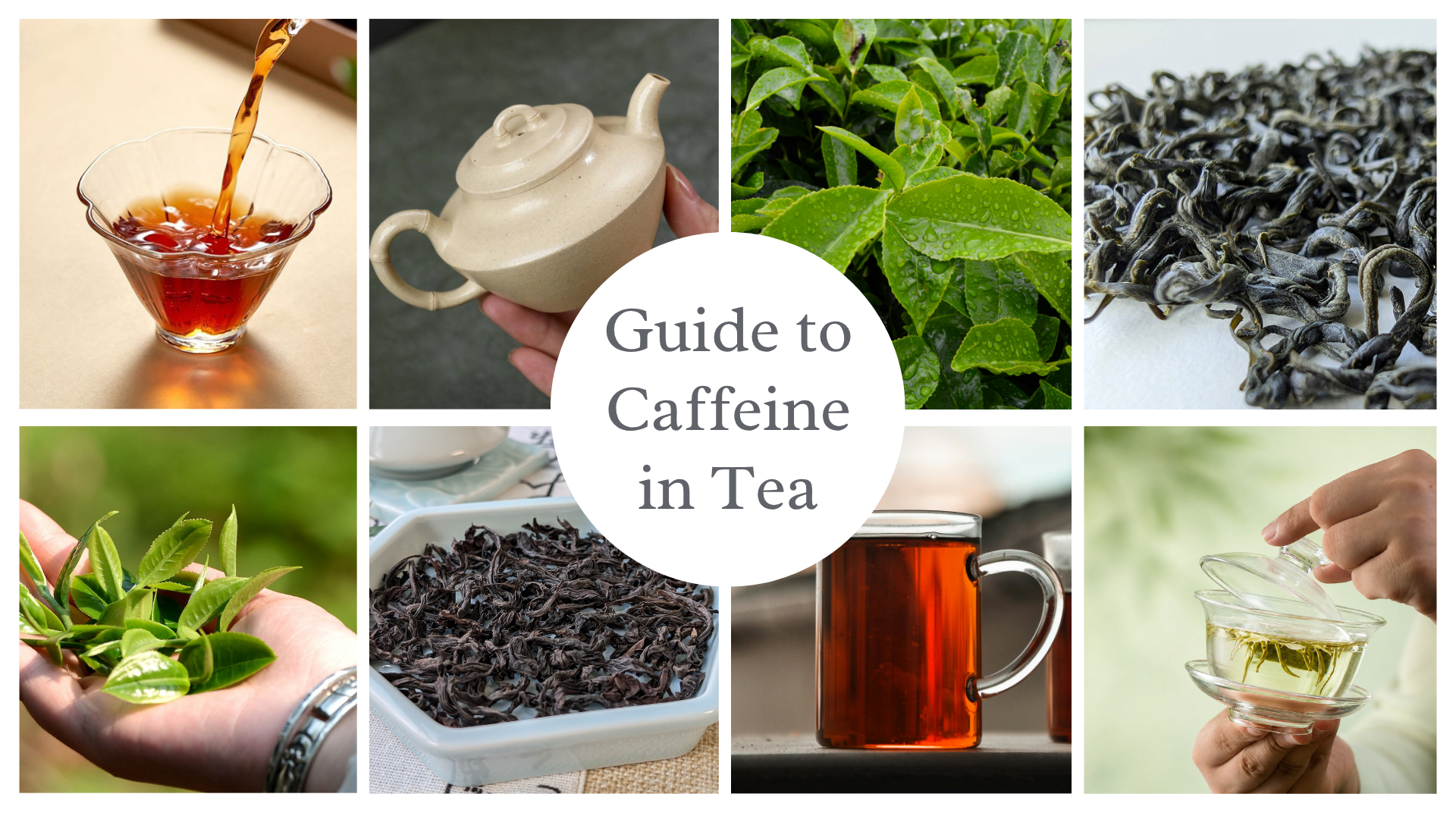 The Intuitive Guide to Caffeine in Tea | Teasenz.eu