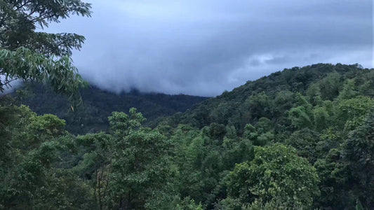 meng song pu erh tea region