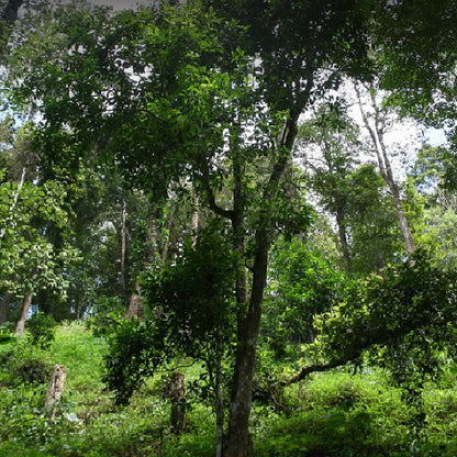 2023 Oripuerlab 725, Yiwu Jiu Miao Ripe Pu Erh Thee Cake 200g