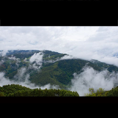 2023 Oripuerlab 725, Yiwu Jiu Miao Ripe Pu Erh Thee Cake 200g