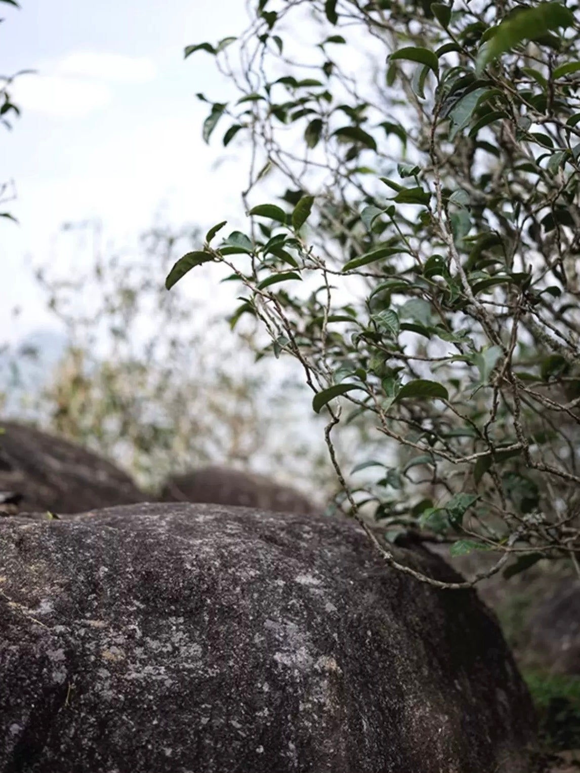 2024 Oripuerlab Taidou 'Eminent Teacher’ Raw Pu Erh Theeblok 50g