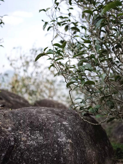 2024 Oripuerlab Taidou 'Eminent Teacher’ Raw Pu Erh Theeblok 50g