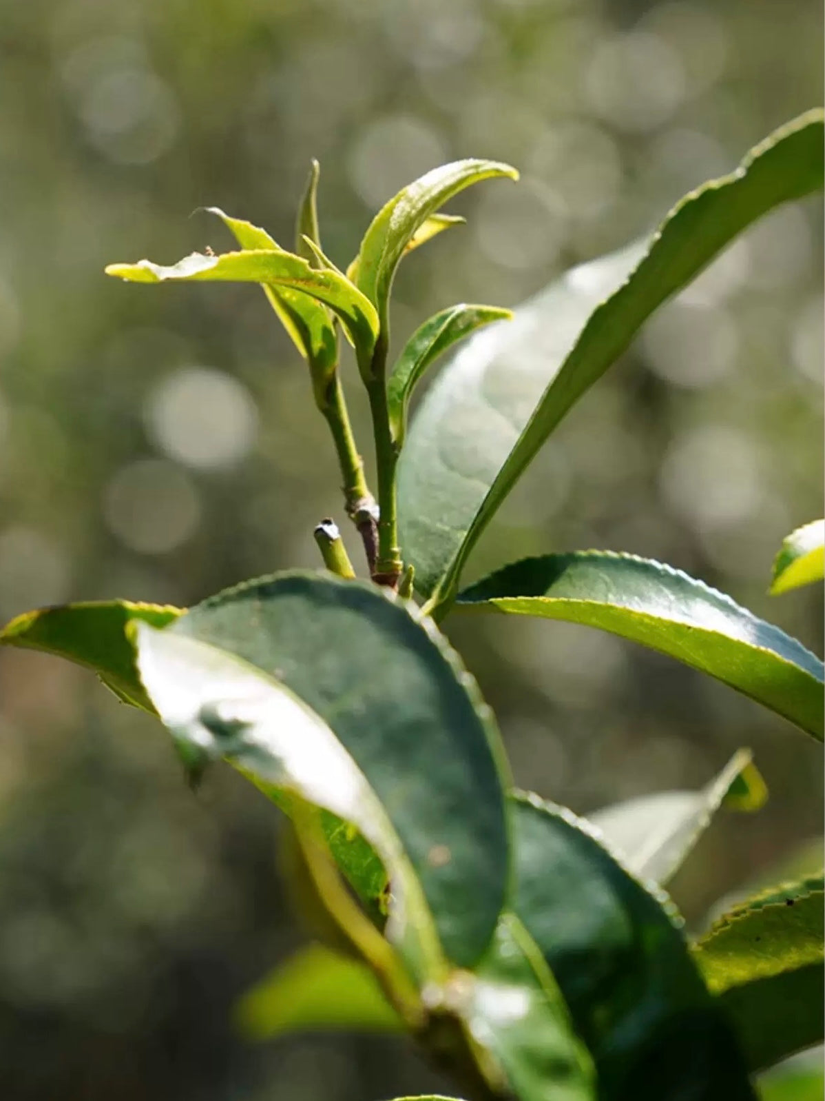 2024 Oripuerlab Taidou 'Eminent Teacher’ Raw Pu Erh Theeblok 50g