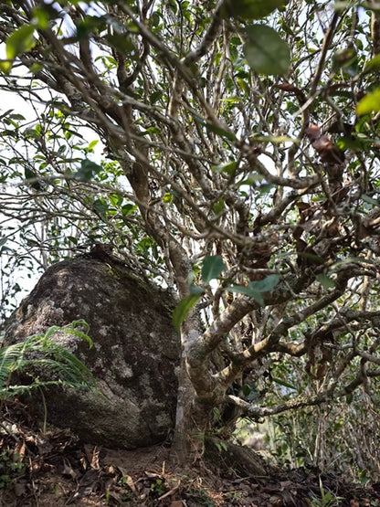 2024 Oripuerlab Taidou 'Eminent Teacher’ Raw Pu Erh Theeblok 50g