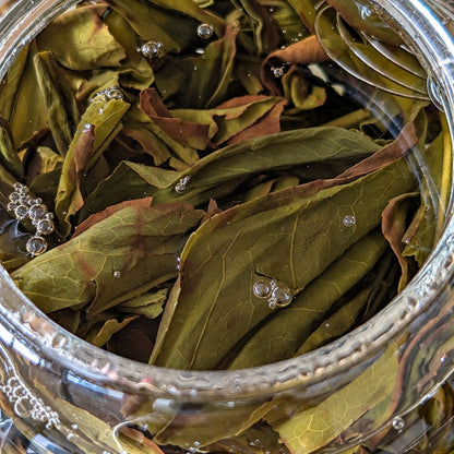 Huang Zhi Xiang (Yellow Gardenia) Dan Cong Oolong Tea