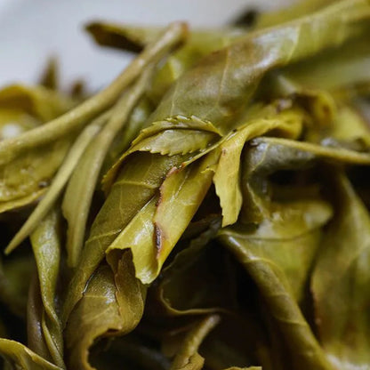 2024 Oripuerlab 'Zhenshi' 613 Bangdong Galette de Pu Erh Cru 200g