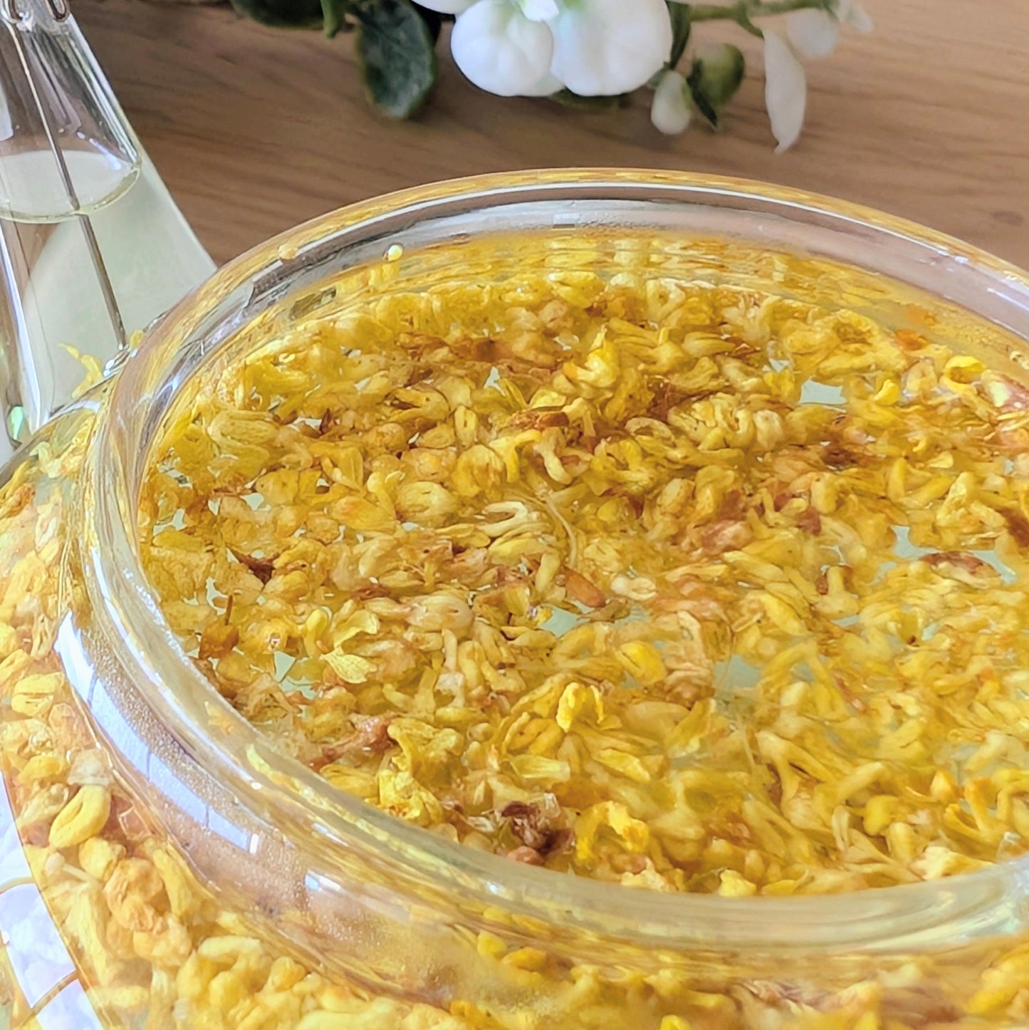 Osmanthus Bloementhee