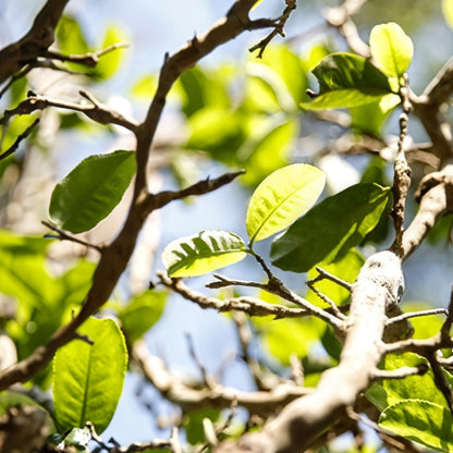 2019 Xiaguan Jingmai Xunxiang Ancient Tree Raw Pu Erh Tea Cake 357g
