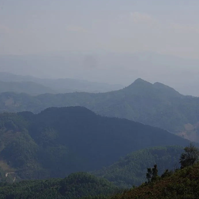 2024 Oripuerlab 'Zhenshi' 613 Bangdong Galette de Pu Erh Cru 200g