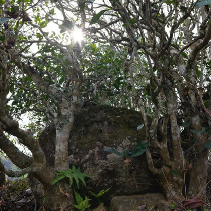 2024 Oripuerlab 'Zhenshi' 613 Bangdong Galette de Pu Erh Cru 200g