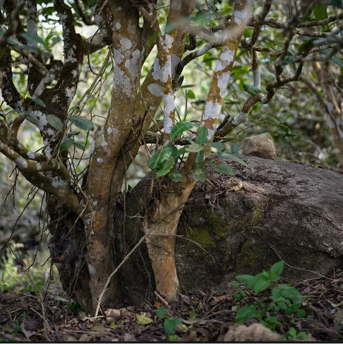 2024 Oripuerlab 'Zhenshi' 613 Bangdong Galette de Pu Erh Cru 200g
