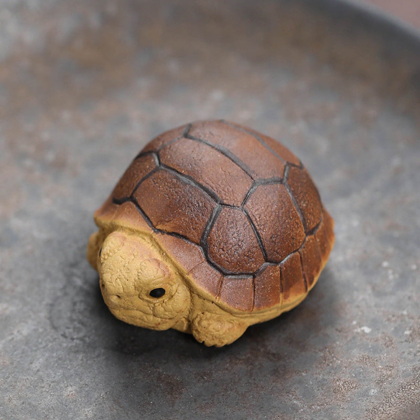 small tortoise tea pet