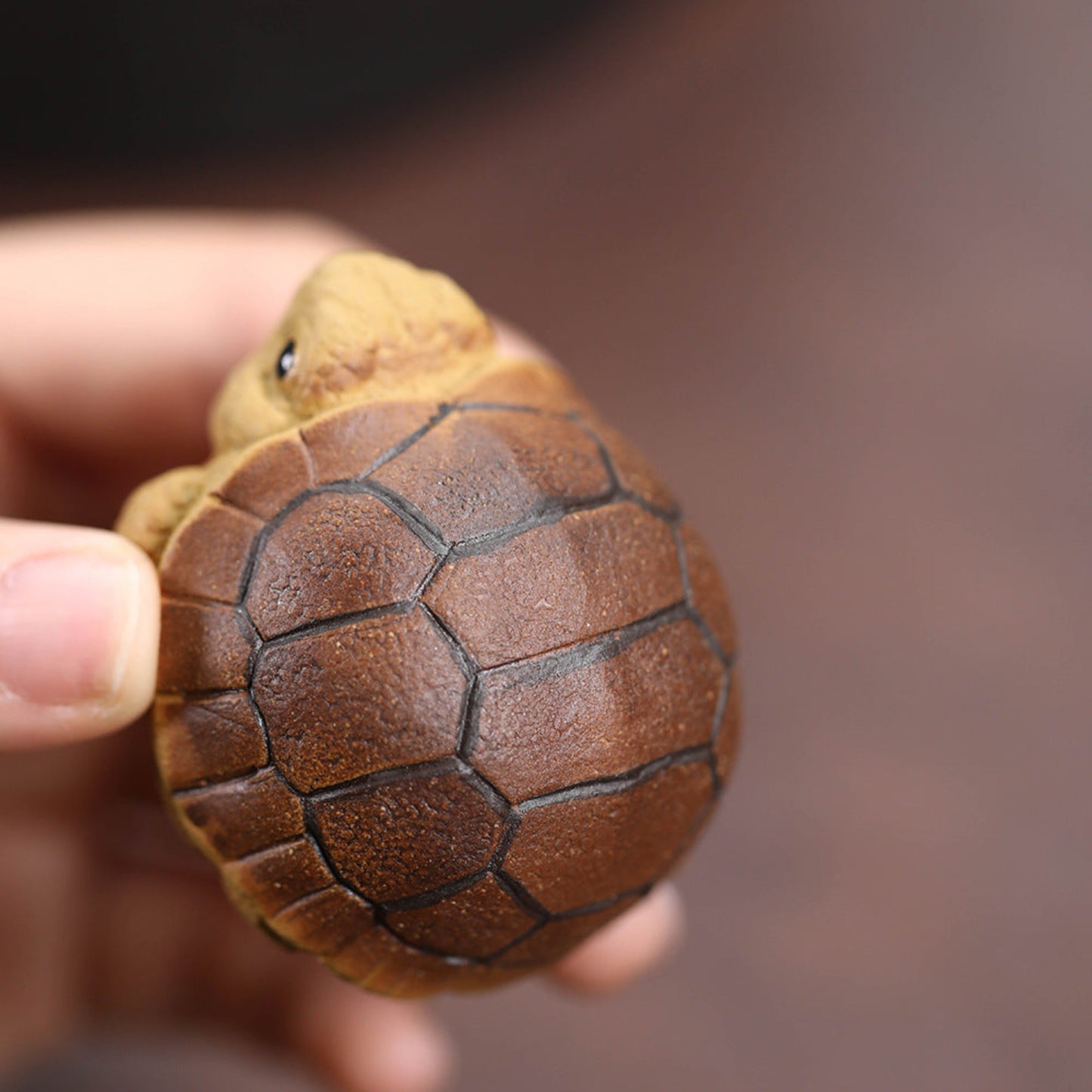 close-up on tortoise tea pet shell