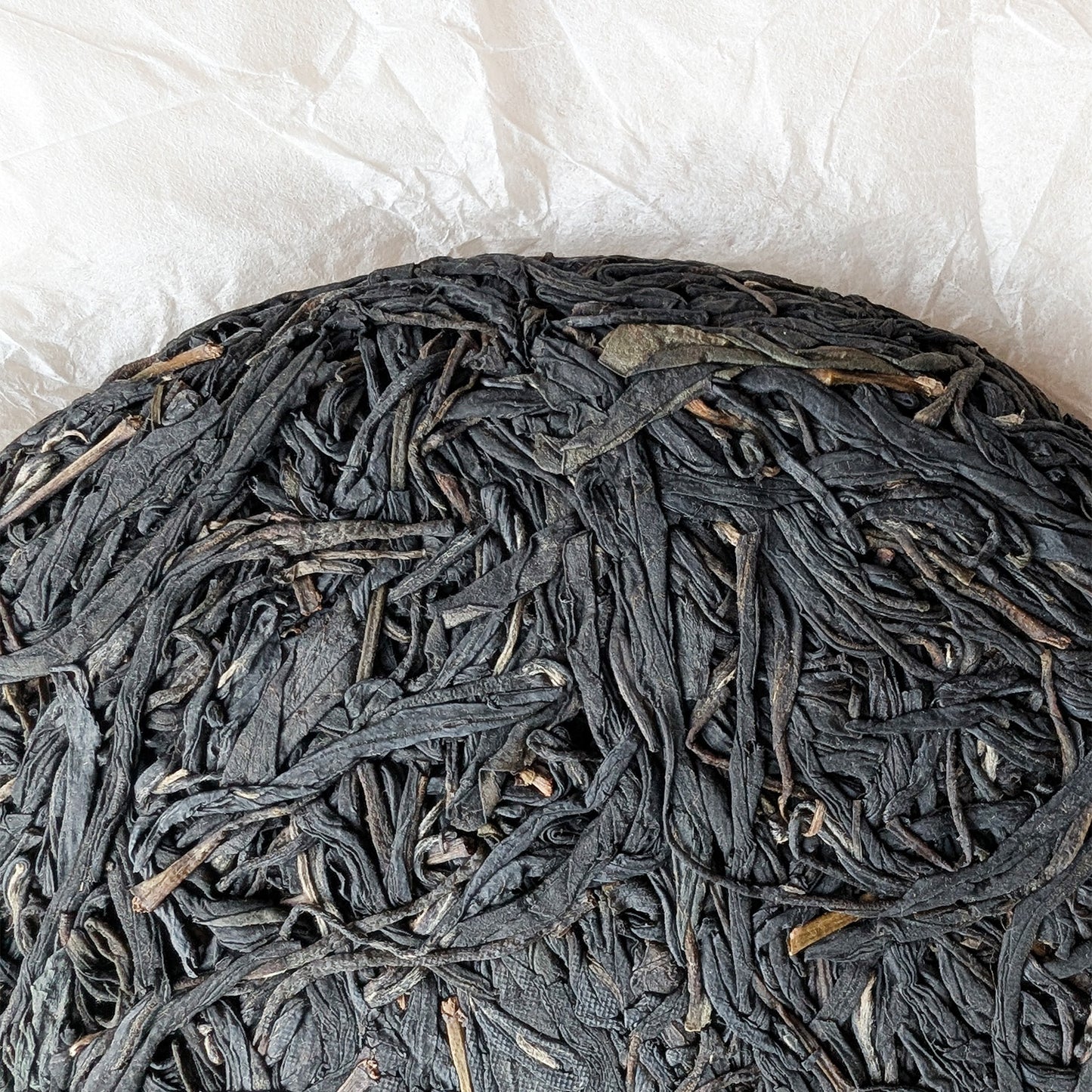 purple tea varietal