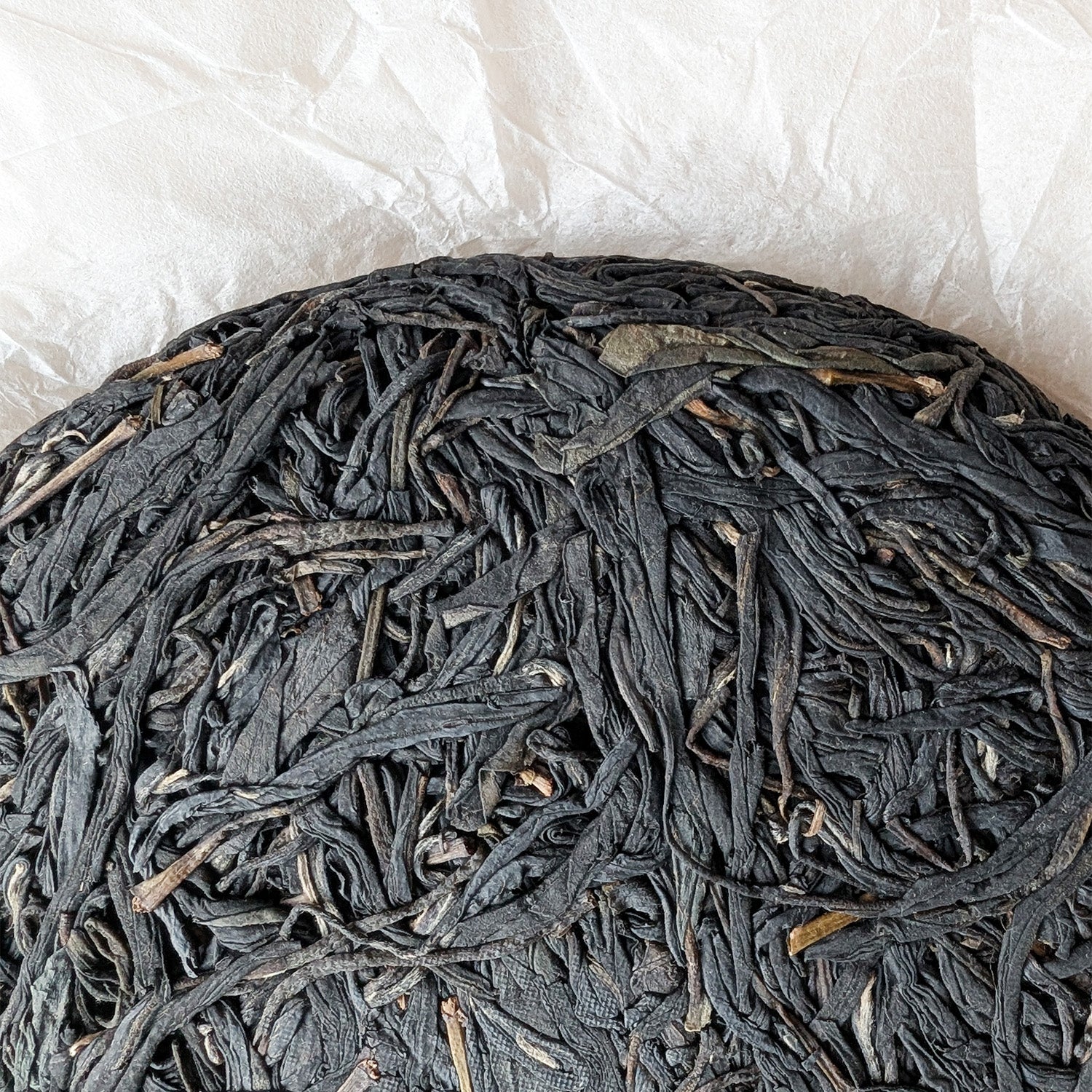 purple tea varietal