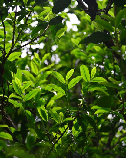 dan cong oolong tea leaves