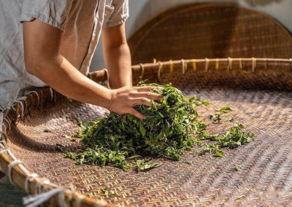 dan cong tea rolling production